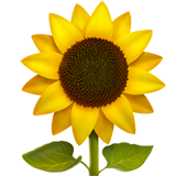🌻